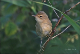 <p>RÁKOSNÍK OBECNÝ (Acrocephalus scirpaceus)okolí Rumburku /Eurasian reed warbler - Teichrohrsänger/</p>